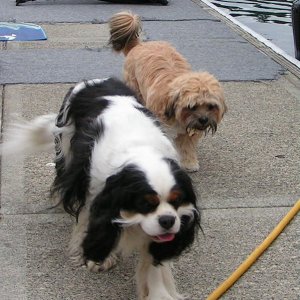 (Pat Anderson) Oscar and Friend