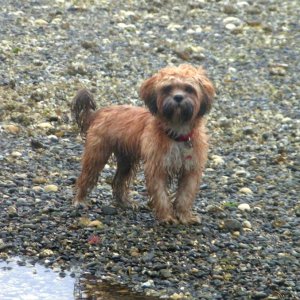 (Pat Anderson) Oscar Had the Best Time of His Short Puppy Life Running Around Like A  Crazy Dog on the Beach