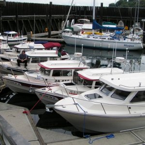 (Pat Anderson) C-Dorys