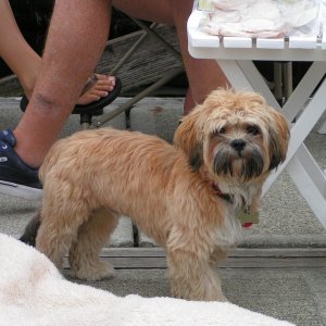 (Pat Anderson) Oscar