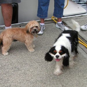 (Pat Anderson) Oscar and Porsche