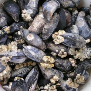 (Pat Anderson) Bucket 'O Mussels - Yum!