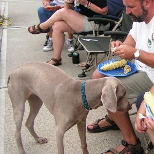 (Pat Anderson) Koko and Da Nerd