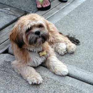 (Pat Anderson) Oscar