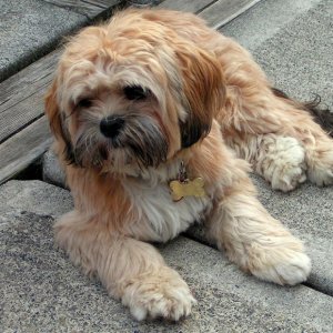 (Pat Anderson) More Oscar