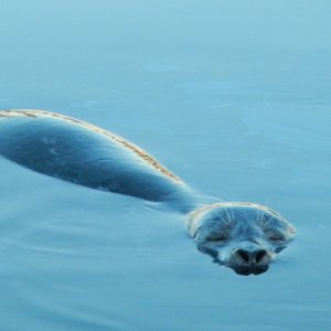 Another view of Popeye, the half-blind harbor seal in Friday Harbor marina