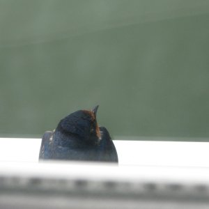 They found a good place on the gunnel of the boat. Taken from the helm side window.