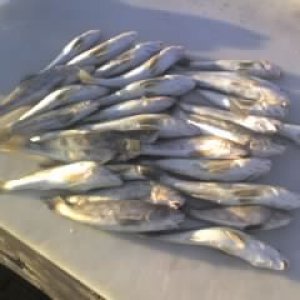whiting