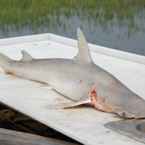 Bonnethead Shark