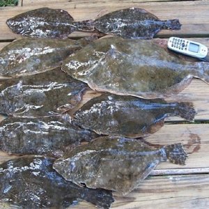 Flounder