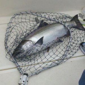Fish on deck