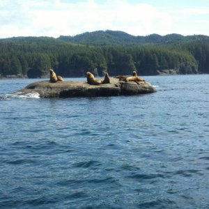 Sea Lions on the rocks