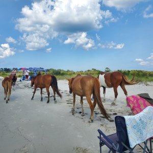 Assateague  Island heard of horses
