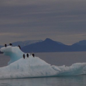 How many eagles can fit on an iceberg