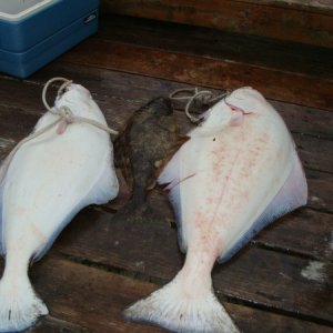 Halibut caught by the adjacent boat at Baranof Warm Springs