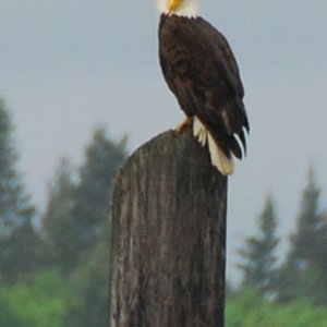 Eagle
