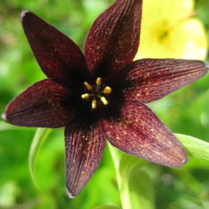 PWS 6-29-09 130