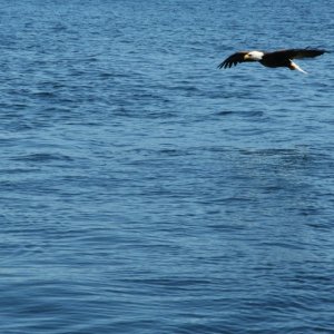 eagle-10