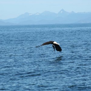 eagle-15