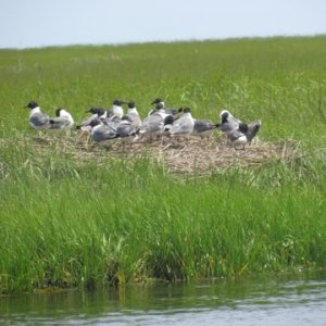 Birds along the creek