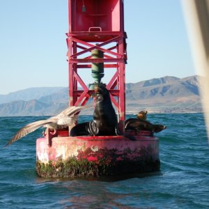 Ventura Bell