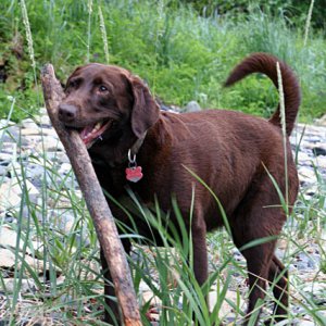 Abby retrieves a stick for anyone willing to throw one.