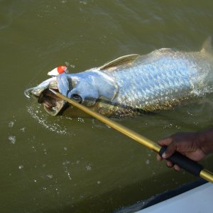 180 lb Tarpon