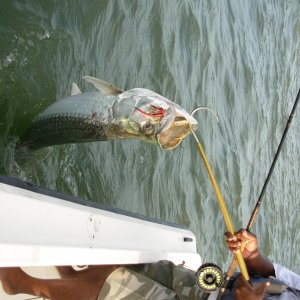 Another 180 lber on a fly rod!