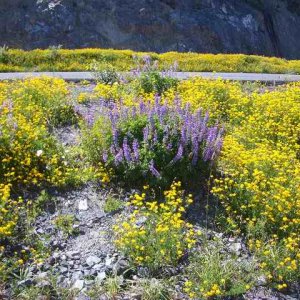 20060709 - 05 Showing Cousin from Kansas Mt. St. Helens - Flowers 1