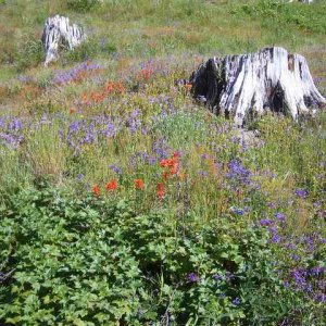 20060709 - 06 Showing Cousin from Kansas Mt. St. Helens - Flowers 2