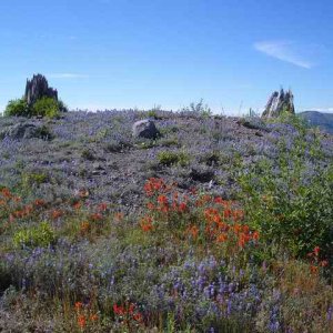 20060709 - 07 Showing Cousin from Kansas Mt. St. Helens - Flowers 3
