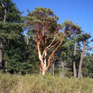 20060722 - 12 San Juans w Brother & Sister in law - Cool tree on Patos