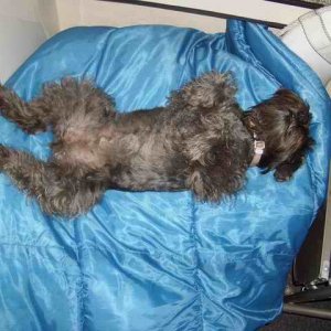 20060722 - 19 San Juans w Brother & Sister in law - Tired Dog