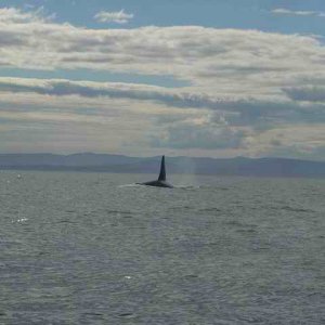 20060729 - 19 San Juans w Amy\'s Parents & Sister - Shark maybe...hmmm