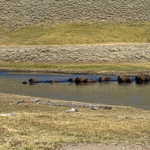 Buffalo swimming the Yellowstone River in Hayden Valley