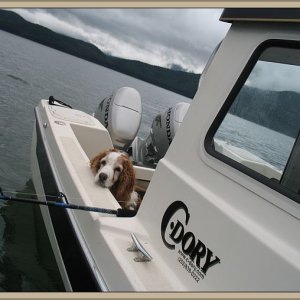 "Quinn," our 13yr Welsh Springer Spaniel, knows what fishing is all about.