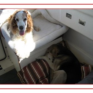 "Deik" our 12yr old mix in his dinette bedding area and "Quinn" on his perch. Take a wild guess as to which dog enjoys boating more.