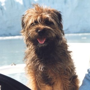 Scrappy at the Margerie Glacier