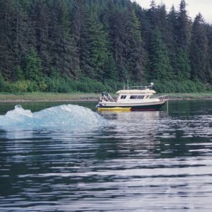 An invader at the Tracy Arm Cove anchorage