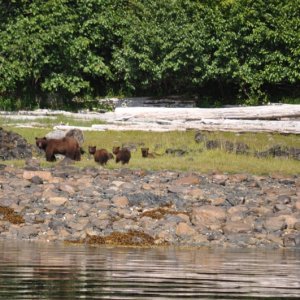 Brown bear and cubs, Hoonah Sound
