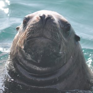 Sea Lion, Inian Islands