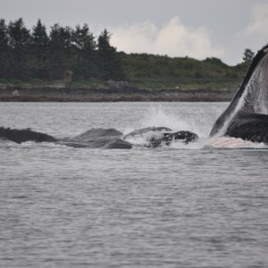 Humpbacks feeding near Sisters Islands