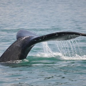 Humpback Tail