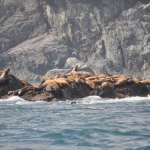 Sea Lions, Inian Islands