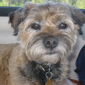 Scrappy the boat dog