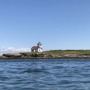 Patos