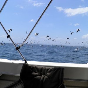 Pelican\'s sardine feast