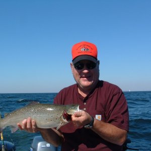 Average Brown on the Bay