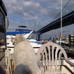 (Minnow) Philly Marine Center and the Ben Franklin Bridge