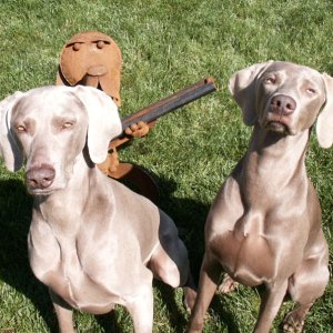 (Da Nag) Guard dogs